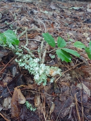 Parmotrema hypotropum