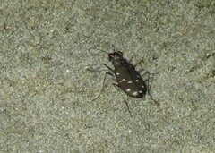 Cicindela oregona