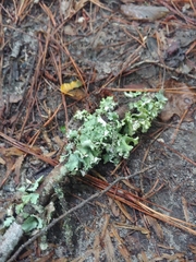 Parmotrema hypotropum