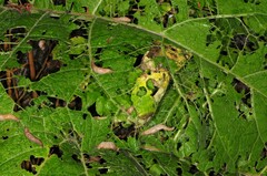 Deroceras reticulatum