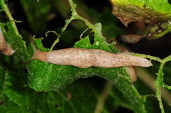 Deroceras reticulatum