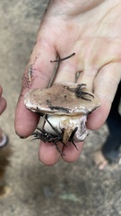 Gomphidius oregonensis