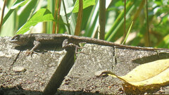 Sceloporus consobrinus
