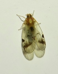 Melanoliarus