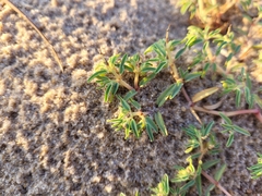 Euphorbia polygonifolia