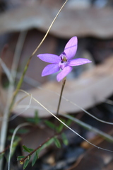Glossodia minor