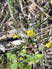 Youngia japonica
