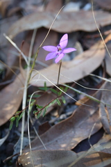 Glossodia minor