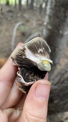 Gomphidius oregonensis