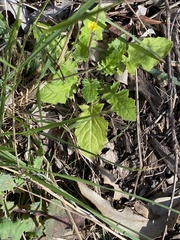 Youngia japonica