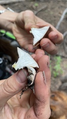 Gomphidius oregonensis