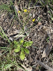 Youngia japonica