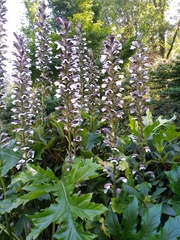 Acanthus mollis
