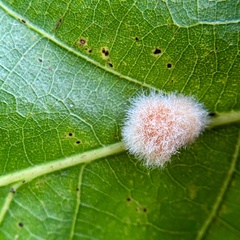 Druon quercusflocci