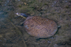 Apalone spinifera pallida
