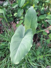 Zantedeschia aethiopica