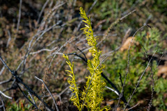 Tripterococcus brunonis