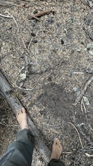 Gautieria parksiana