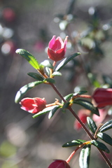 Boronia ledifolia