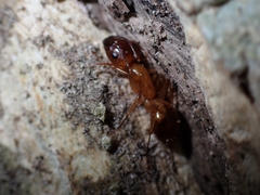 Camponotus chloroticus