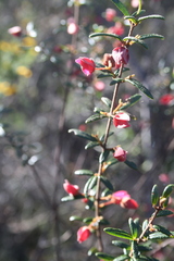 Boronia ledifolia