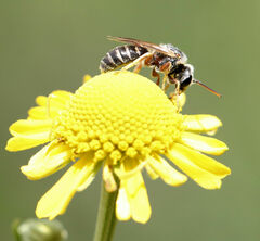 Halictus parallelus