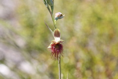 Calochilus paludosus