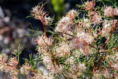 Hakea lissocarpha