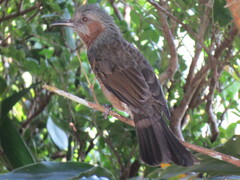 Hypsipetes amaurotis
