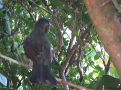 Hypsipetes amaurotis
