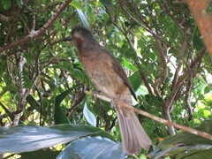 Hypsipetes amaurotis