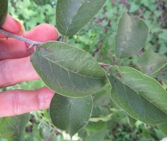 Maclura pomifera