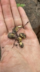 Leucogaster citrinus