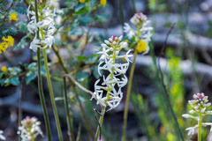 Stackhousia monogyna