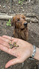 Leucogaster citrinus