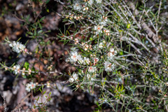 Hypocalymma angustifolium