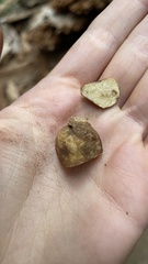 Leucogaster citrinus