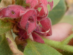 Arctostaphylos virgata
