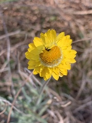 Leucochrysum albicans