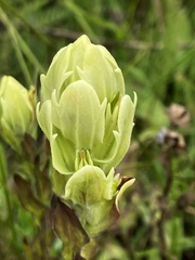 Castilleja occidentalis