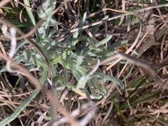 Leucochrysum albicans