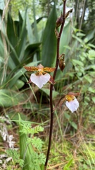 Rhynchostele bictoniensis