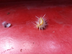 Halysidota