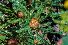 Banksia dallanneyi