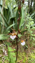 Rhynchostele bictoniensis
