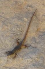 Psammodromus algirus