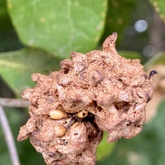 Callirhytis seminator