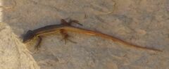 Psammodromus algirus
