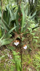 Rhynchostele bictoniensis