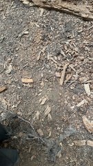 Leucogaster citrinus